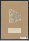 Aulacodiscus margaritaceus var. robustus Witt. (de-Toni-Nr.: Genus 182, Species 4515) Zeichnungen Sammlung Grunow Nr. 8098 (NHMW-BOT-W0377436)